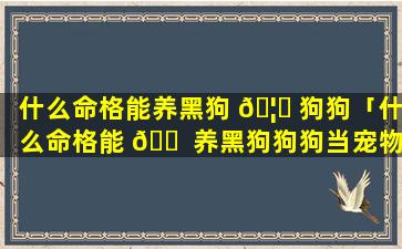 什么命格能养黑狗 🦟 狗狗「什么命格能 🐠 养黑狗狗狗当宠物」